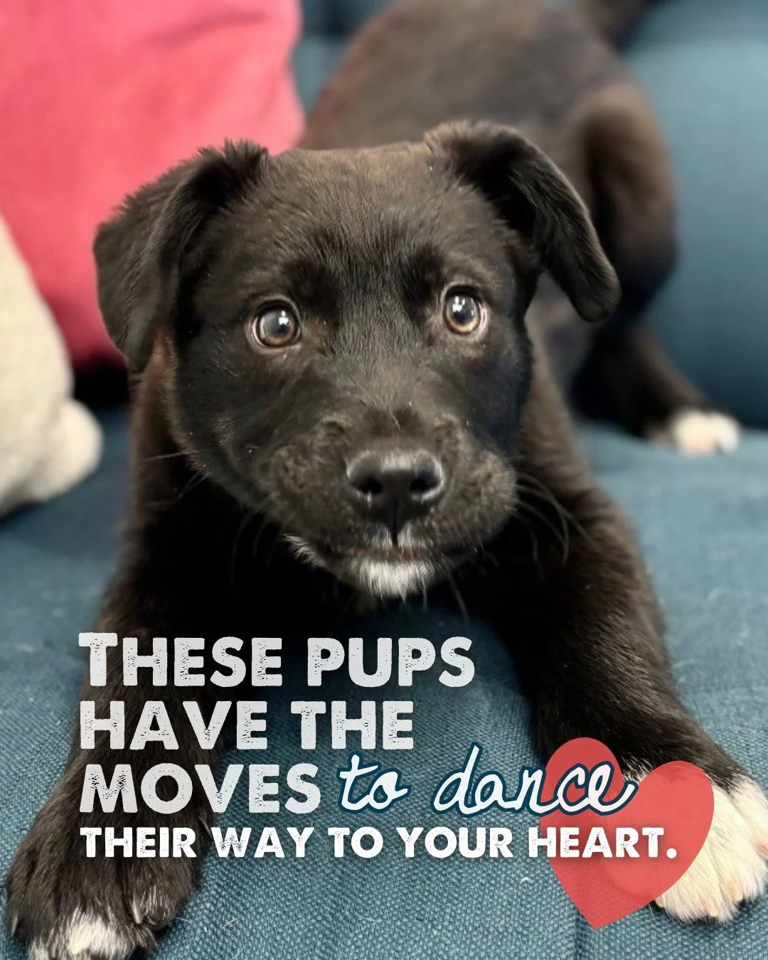 They&rsquo;ve got rhythm, heart, and just enough puppy mischief.

Meet Rumba, Cha-Cha, Salsa, and Jive&mdash;mixed-breed pups just shy of three months old who came to us from the Uintah/Ouray Reservation and are now ready for their next move. Their m
