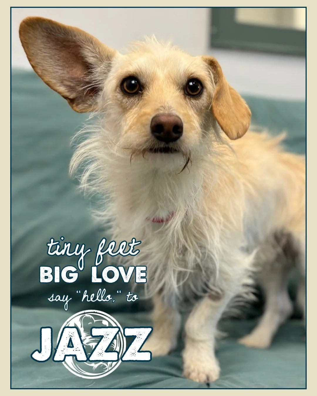 Smooth, mellow, and effortlessly charming&mdash;Jazz is exactly what his name suggests. This 10-month-old, small mixed-breed pup has an old-soul calmness that&rsquo;s rare for his age. He gets along easily with everyone he meets and carries himself w