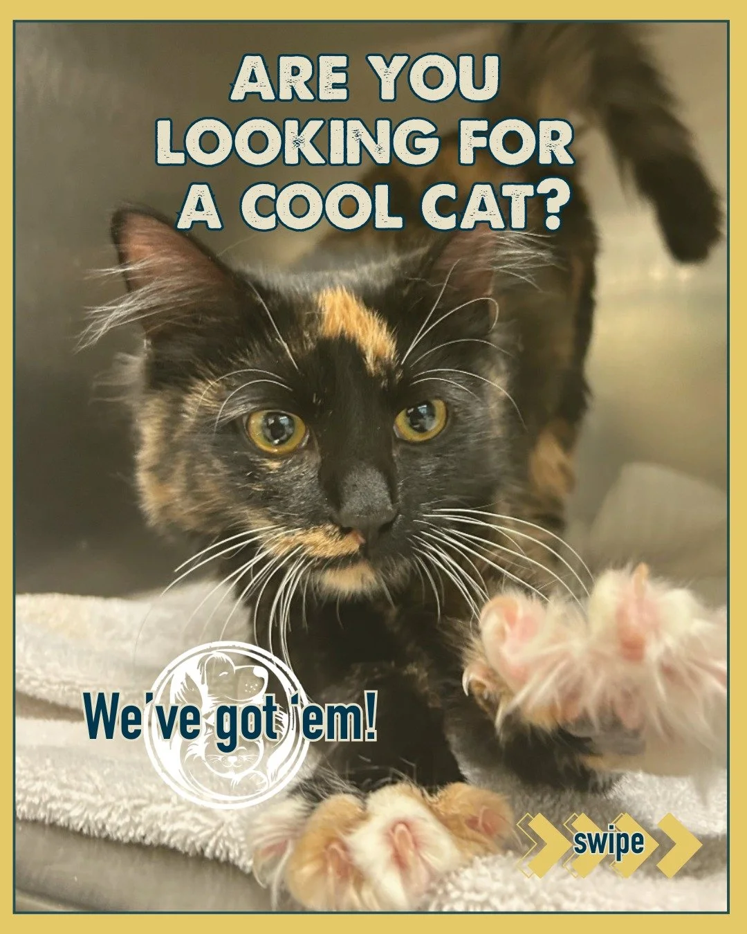 Looking for a cool cat? We&rsquo;ve got them.

From mellow loungers to quiet companions, our cats are waiting to meet the humans who get them. Stop by, take your time, and see who settles into your heart&mdash;and maybe your lap.

 #utah #rescue #res