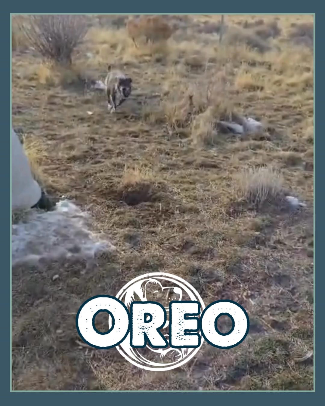 Oreo is an almost 11-year-old female who has spent most of her life as a cherished family dog. Loving, loyal, and affectionate, she&rsquo;s happiest when she&rsquo;s close to her people&mdash;following you from room to room, curling up nearby, and qu