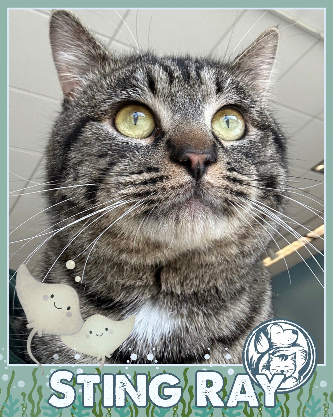 Say "hello" to our sweet Sting Ray. This one-year-old tabby is making waves in the best way. String Ray is cute, cuddly, and happiest when he&rsquo;s being held close&mdash;he&rsquo;ll happily settle into your arms like he&rsquo;s found his