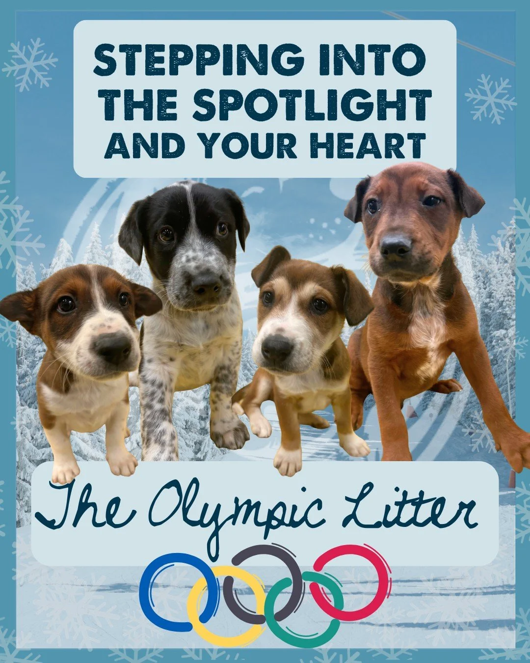 Look who&rsquo;s ready to take the podium... 🐾🏔️

Aerial.
Luge.
Mogul.
Skeleton.

Three of their littermates have already taken home the gold &mdash; now these four are stepping into the spotlight.

Sweet, social, and playful, they&rsquo;ve been gr