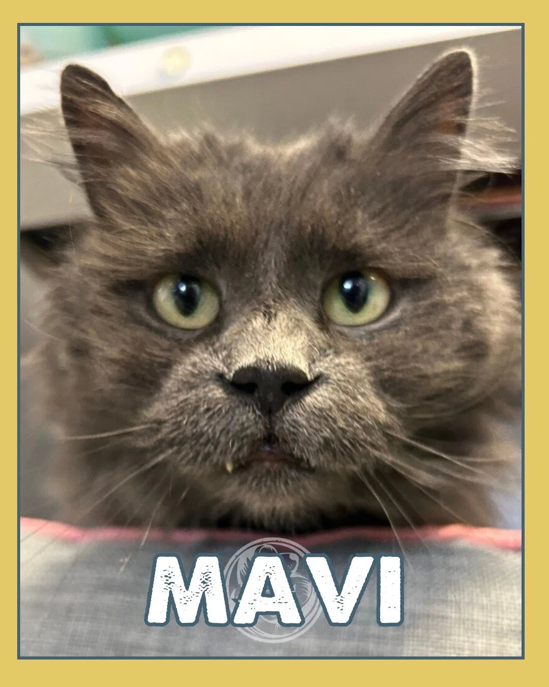 Mavi is a senior lady with quiet confidence and impeccable taste. At 9 years old, she knows what she likes: sunny windows, soft blankets, gentle routines, and a home that moves at a peaceful pace. At this stage in life, she&rsquo;s not interested in 