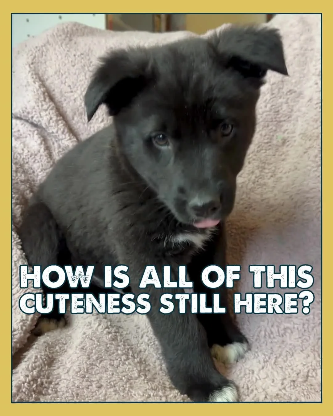 How is this puppy cuteness still here?! 🐾

These three adorable pups are still waiting for their forever homes &mdash; and we truly can&rsquo;t believe it. Sweet, playful, and ready to bring a whole lot of joy into someone&rsquo;s life.

Rhythm and 