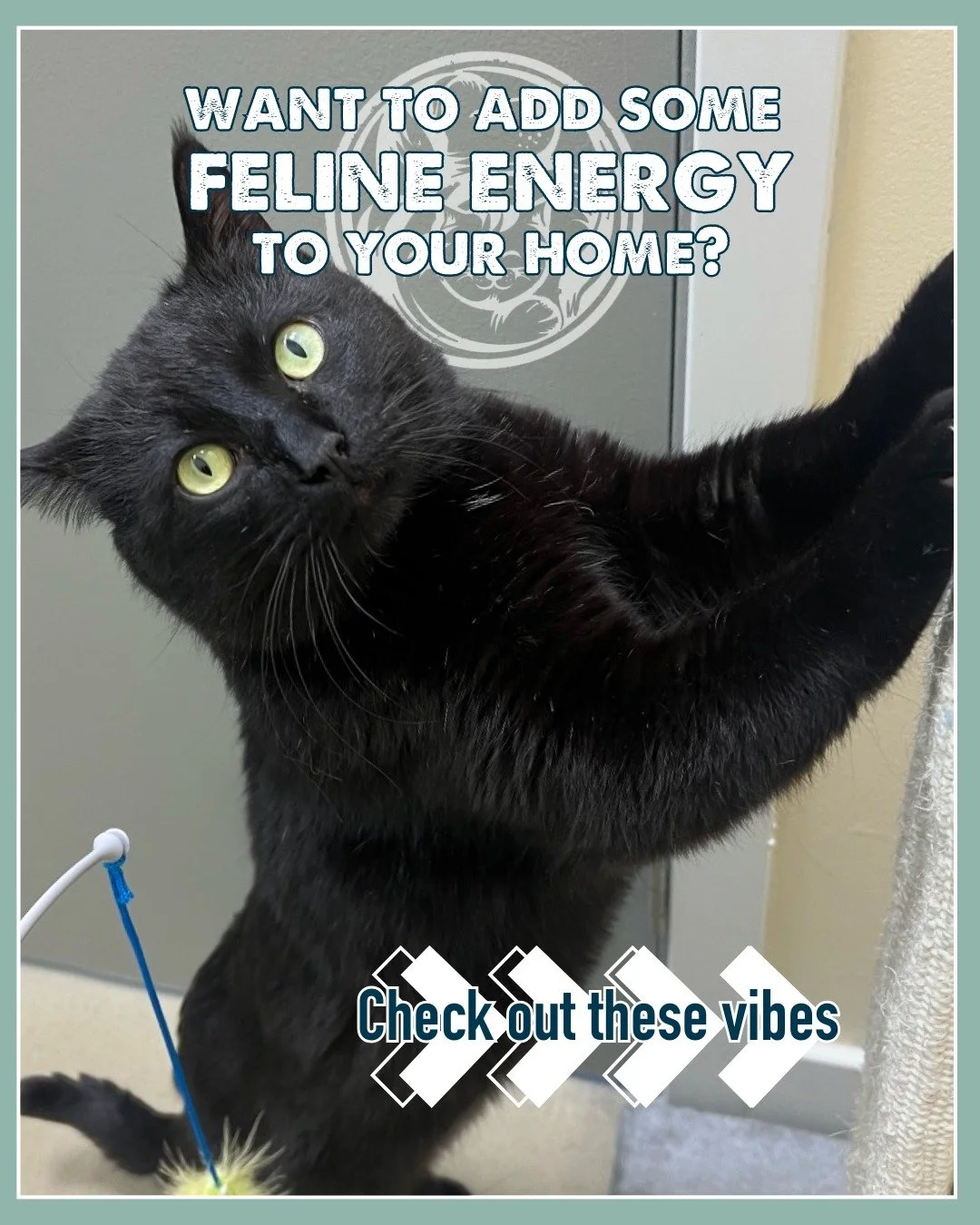 Looking to add some feline energy to your home? 🐈&zwj;⬛🐾 🐈

You know the kind &mdash; the quiet shadow that follows you from room to room, the slow blinks, the perfectly timed head bumps, the silent company that makes a house feel whole.

Our cats