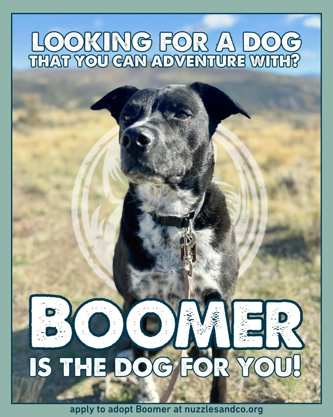 Seriously&mdash;Boomer is your guy.

If you&rsquo;re looking for a dog you can adventure with, Boomer is ready. He&rsquo;s got energy, stamina, and a sharp mind to match. He loves to play ball, will keep you laughing with his antics, and once you&rsq