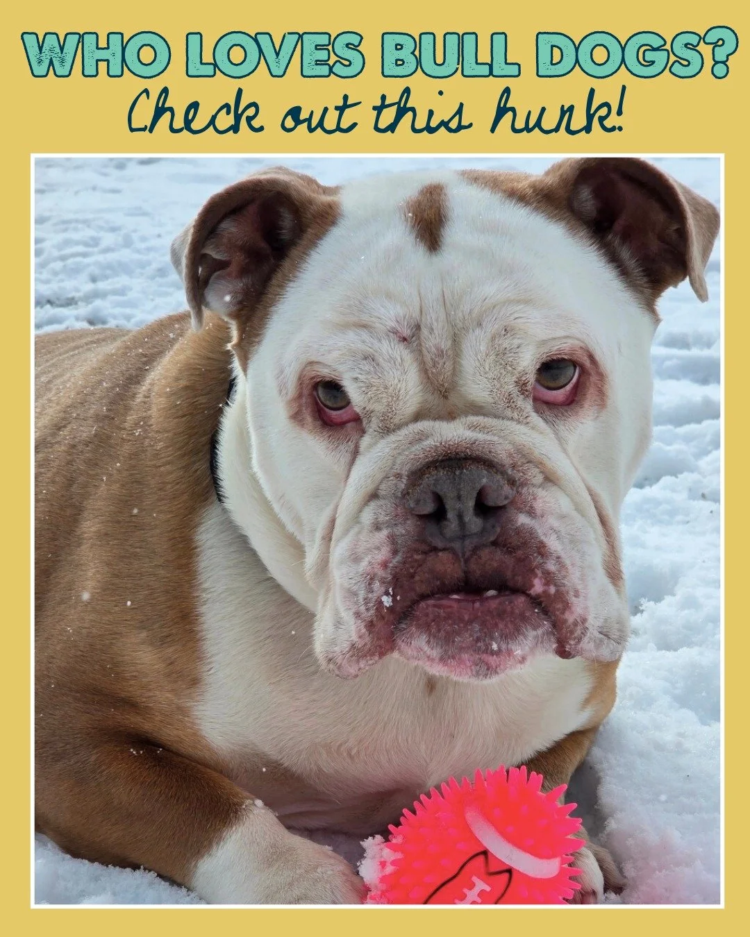 Ezzio is a 4-year-old hunk resembles the look of a  bull dog who proudly comes with all those classic bull dog qualities&mdash;and then some. He&rsquo;s sturdy, silly, loyal, and just the right amount of slobbery. If you know bulldogs, you know the v