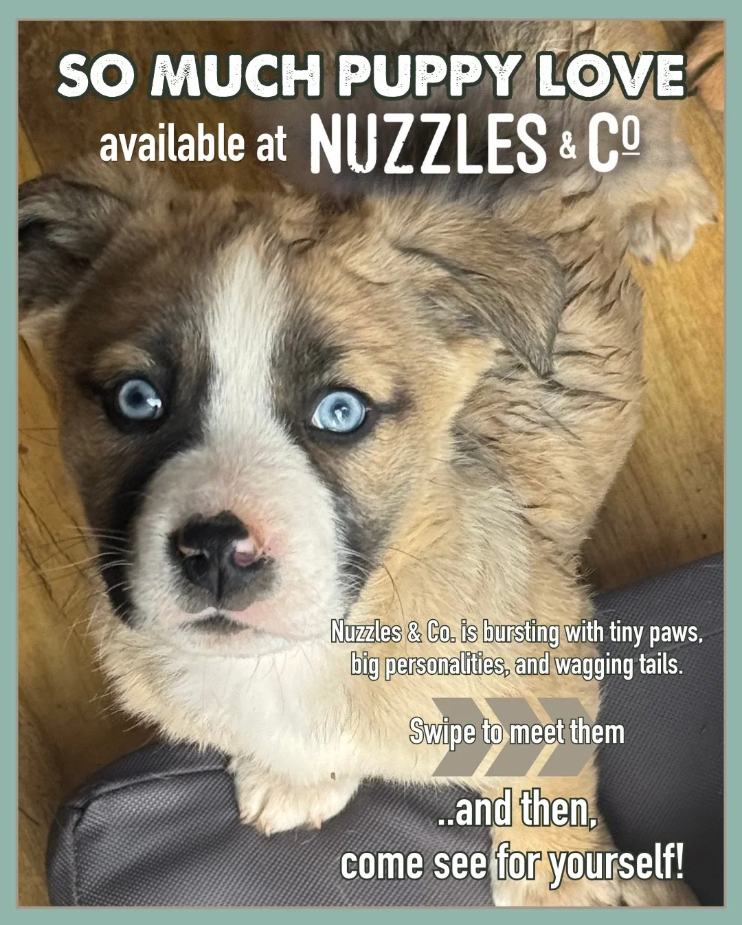 So. Much. Puppy. Love. 🐾

Right now Nuzzles &amp; Co.  is full of tiny paws, big personalities, and wagging tails. That&rsquo;s right we have puppies! 

If adding a puppy to your life has been on your mind lately, consider this your sign to come mee