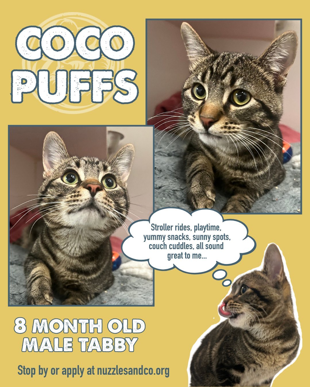 Coco Puffs is an 8-month-old brown tabby with striking stripes and the kind of big, curious eyes that always seem to be watching what you&rsquo;re up to. He&rsquo;s playful, inquisitive, and loves being part of the action&mdash;whether that means cha