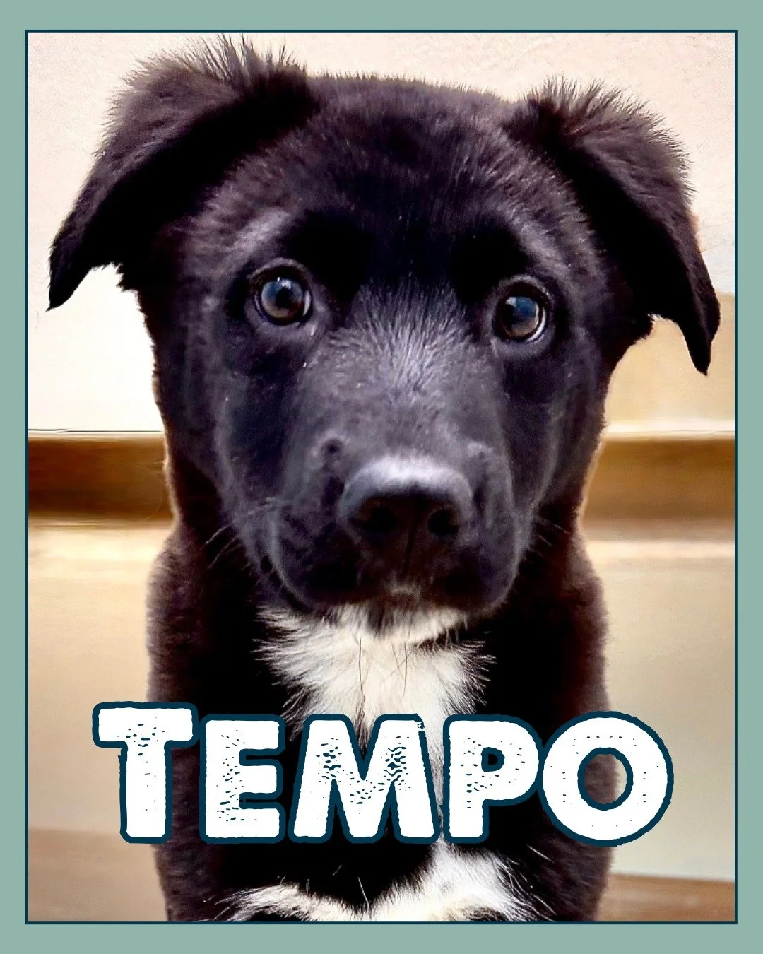 How is Tempo still here? 🖤

This curious, toy-loving pup is almost 4 months old and ready for his forever home. He&rsquo;s smart, playful, loves other dogs, and has already discovered that water bowls are excellent for splashing.

If your dog has be