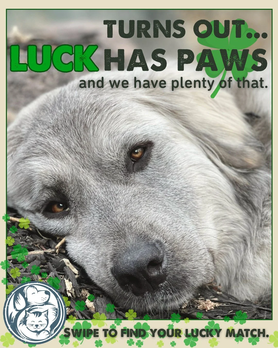 Turns out luck has four paws. 🍀🐾

These sweet rescues are still waiting for their pot of gold &mdash; a loving home. Swipe to meet the pups and kitties who might just be your lucky match.

If one of these faces feels like fate, come meet them at Nu