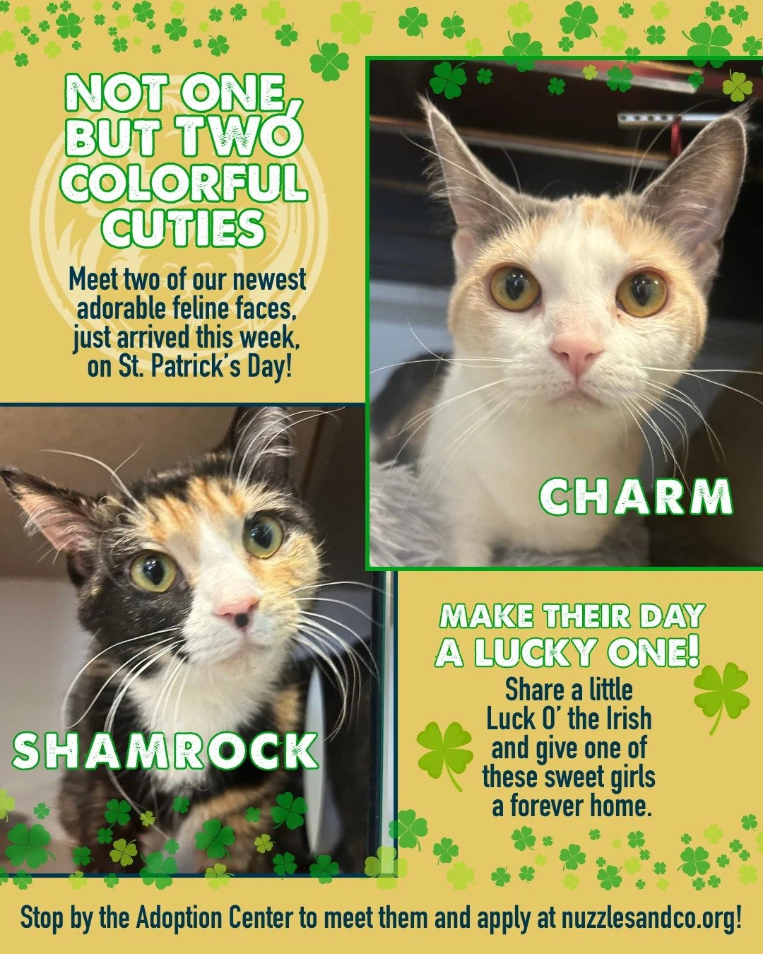 Let&rsquo;s keep the Luck o&rsquo; the Irish rolling! 🍀🐾
Meet two of the kitties who joined us at Nuzzles on St. Patrick&rsquo;s Day.

Charm (7 months) and Shamrock (6 months) are our newest little ladies, and they&rsquo;re already stealing hearts.