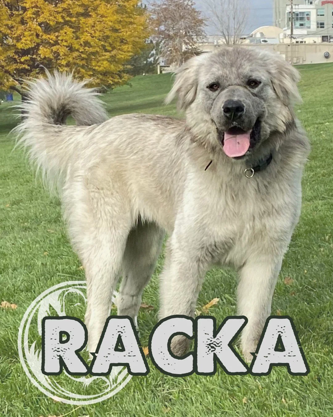 Racka is a 5.5-year-old Great Pyrenees mix with a gentle heart and a deep devotion to her people. Weighing in at over 100 pounds, she&rsquo;s a true gentle giant. Like most dogs with her genetics she is affectionate, loyal, and happiest when she&rsqu