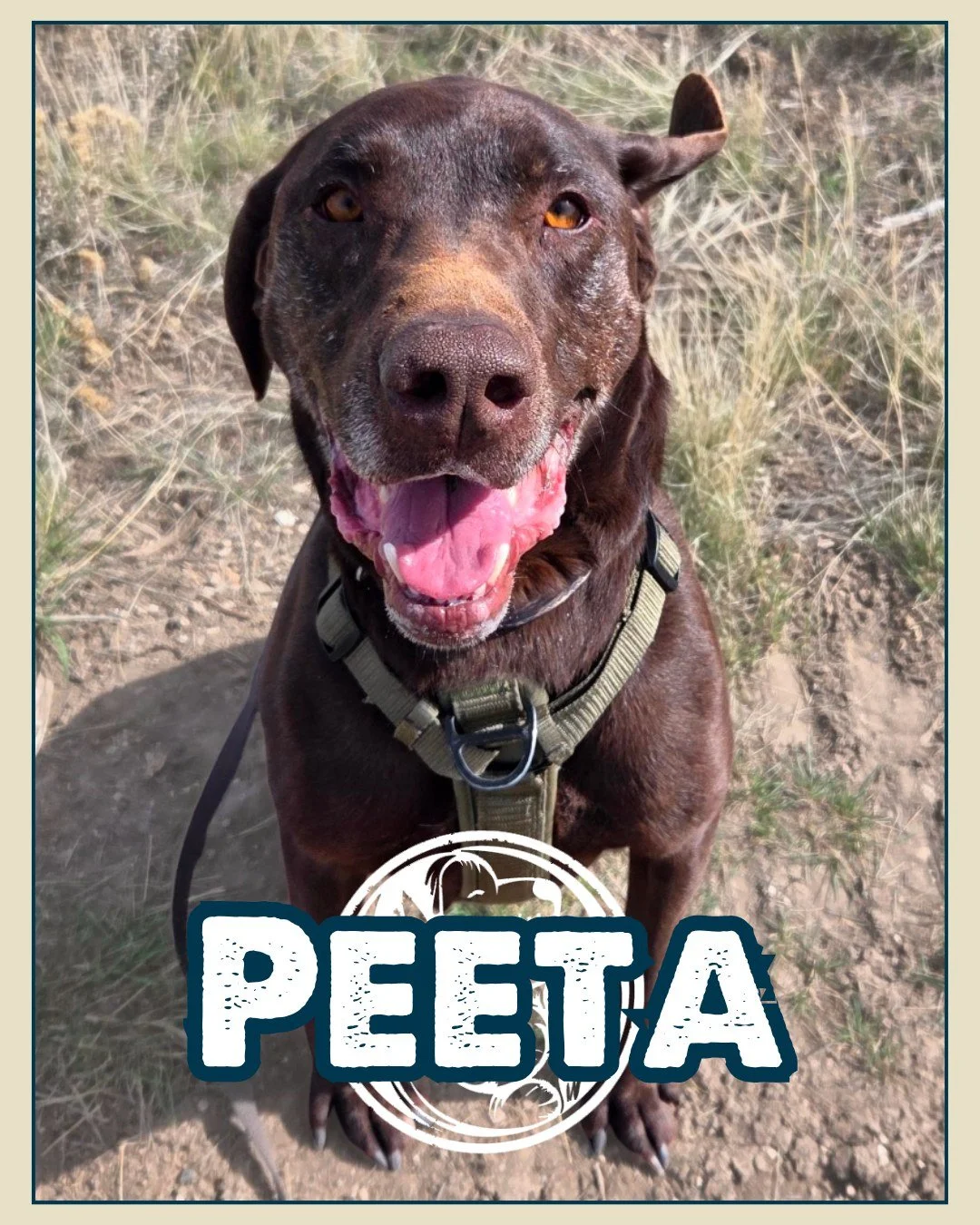 This week we welcomed Peeta to Nuzzles. 🐾

While you may have seen a lot of puppies lately, dogs of all ages continue to arrive in our care&mdash;and Peeta is one we&rsquo;re especially excited for you to meet.

Peeta is a sweet 3-year-old hunting d