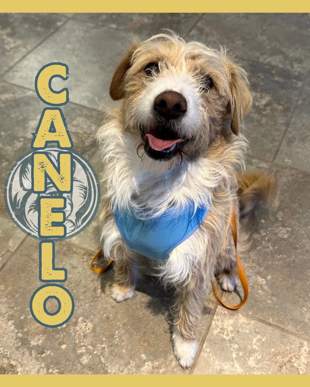 Canelo is a 1-year-old doodle mix with a playful spirit, a curious mind, and a soft spot for his people. He was raised in a loving home alongside his mom and sister (who recently found a home of her own), and he&rsquo;s ready to start his next chapte