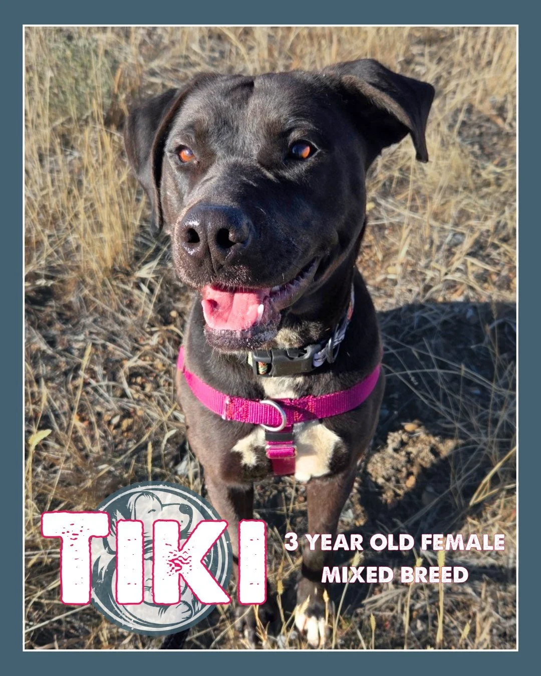 Some dogs walk into a room like they&rsquo;ve always belonged there. Tiki is not that dog.

She&rsquo;s the kind who watches first. Listens. Learns. And slowly begins to feel safe.
Tiki is about 3 years old and feels most comfortable in quiet environ