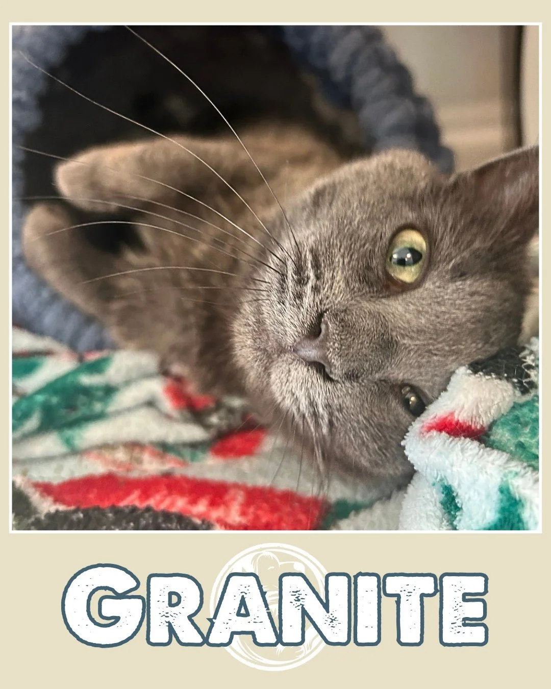 Granite is a sweet little girl, just over one year old, with a tender heart and a love for cuddles. She can be a bit shy when she first arrives in a new place, but with a little patience and kindness, she warms up quickly and shows just how affection