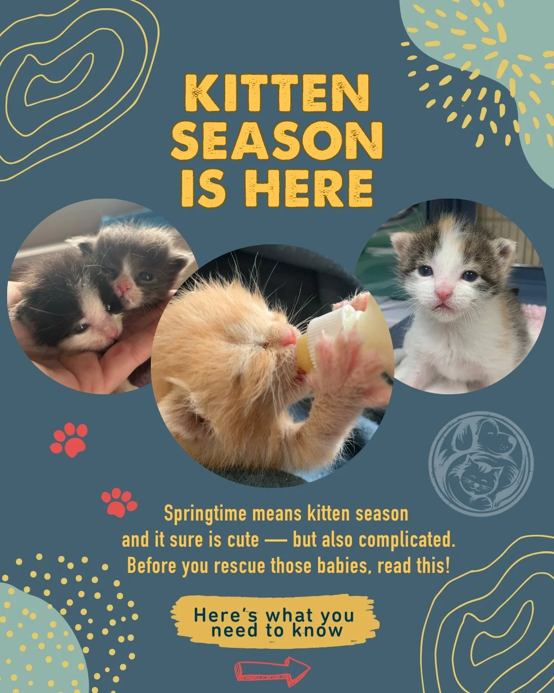 Kitten season is here &mdash; and the tiniest lives need the biggest care. 🐾

Orphaned kittens are some of the most vulnerable babies we see. They can&rsquo;t regulate their body temperature, need help with every meal, and sometimes require round-th