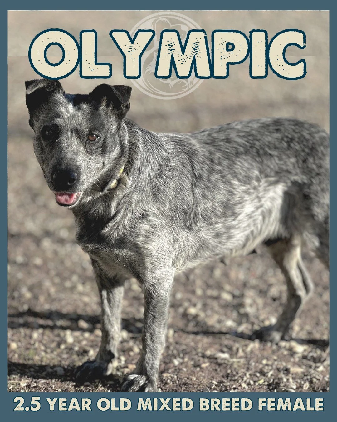 Meet Olympic, our gentle soul with a champion&rsquo;s heart 🐾❄️

She earned her name after arriving during the Winter Olympics, and she truly lived up to it as a gold-medal mama to seven puppies. Now that all her little ones have found their homes, 
