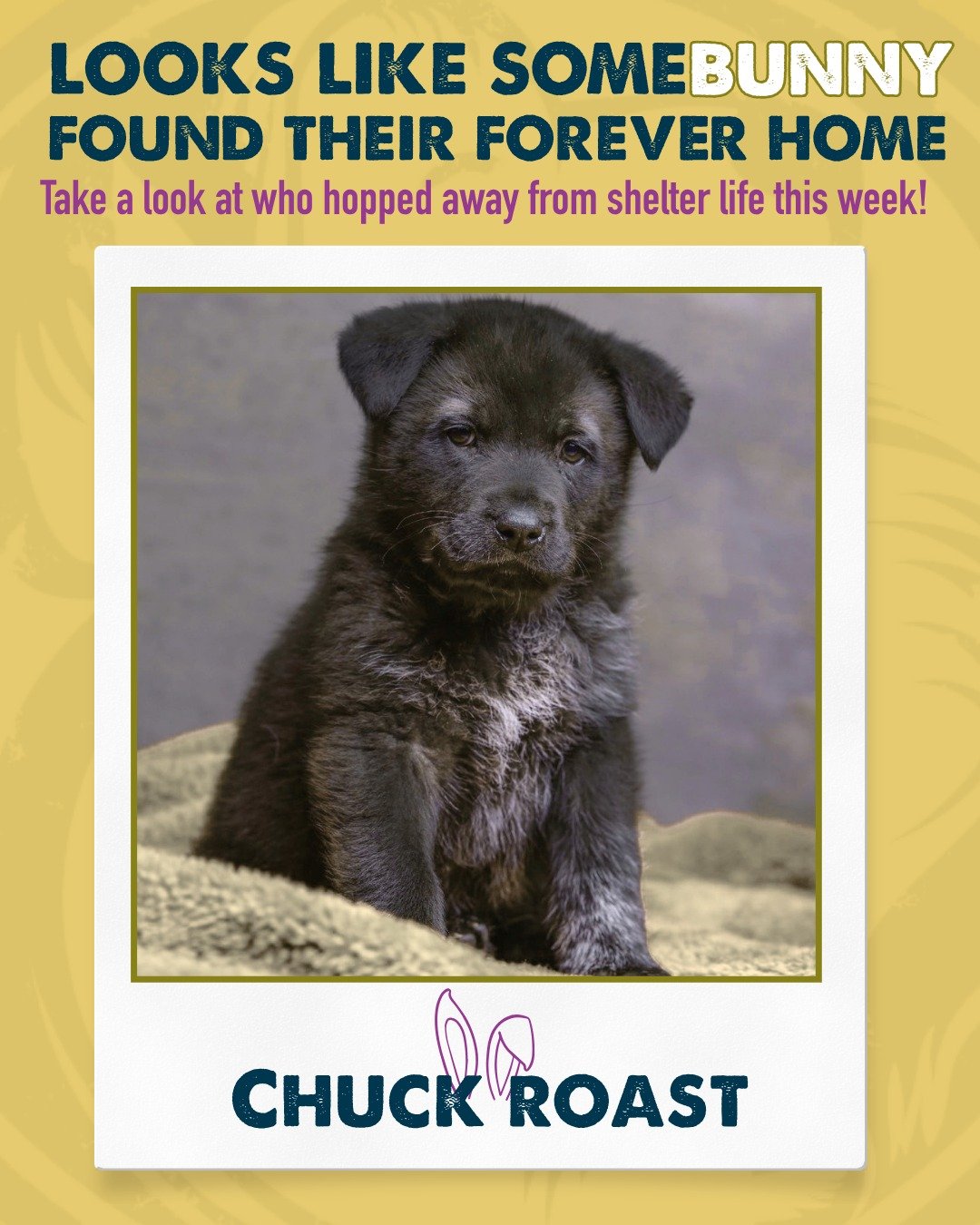 Spring is bringing fresh starts! 🐣

These lucky Nuzzles pals hopped away from shelter life this week, and we couldn&rsquo;t be happier for them. Caring for these dogs and cats and then watching them head home with their new families truly makes our 