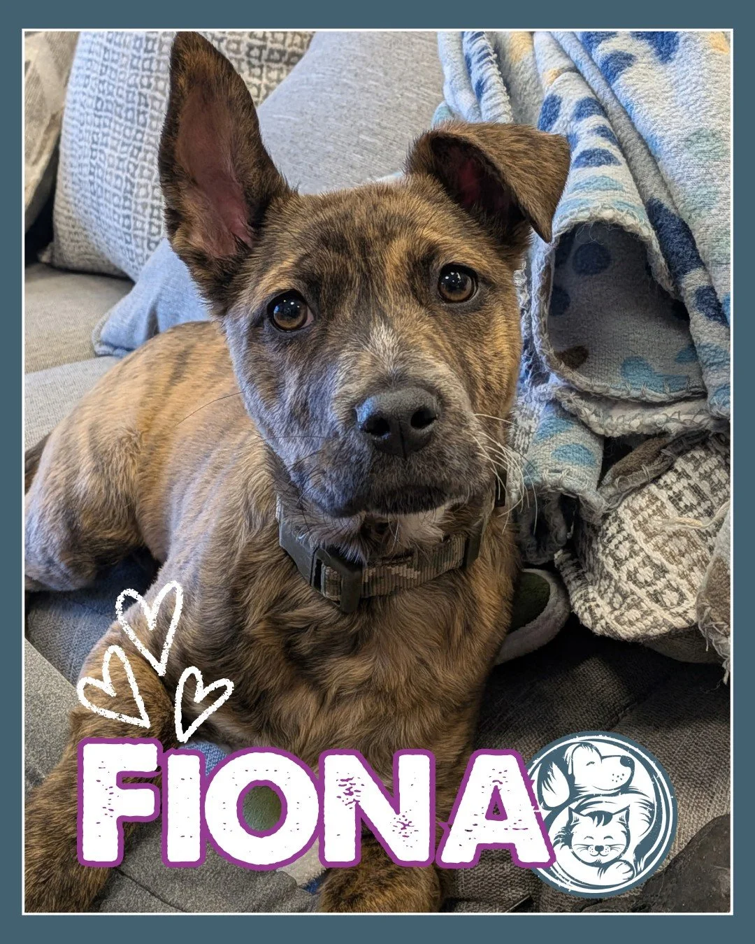 How cute is this puppy?!

Fiona is a 3.5-month-old mixed-breed pup with a beautiful brindle coat and a thoughtful little personality to match. She was found at a flea market in Shiprock before our partners at RezRoads Rescue brought her to safety, an