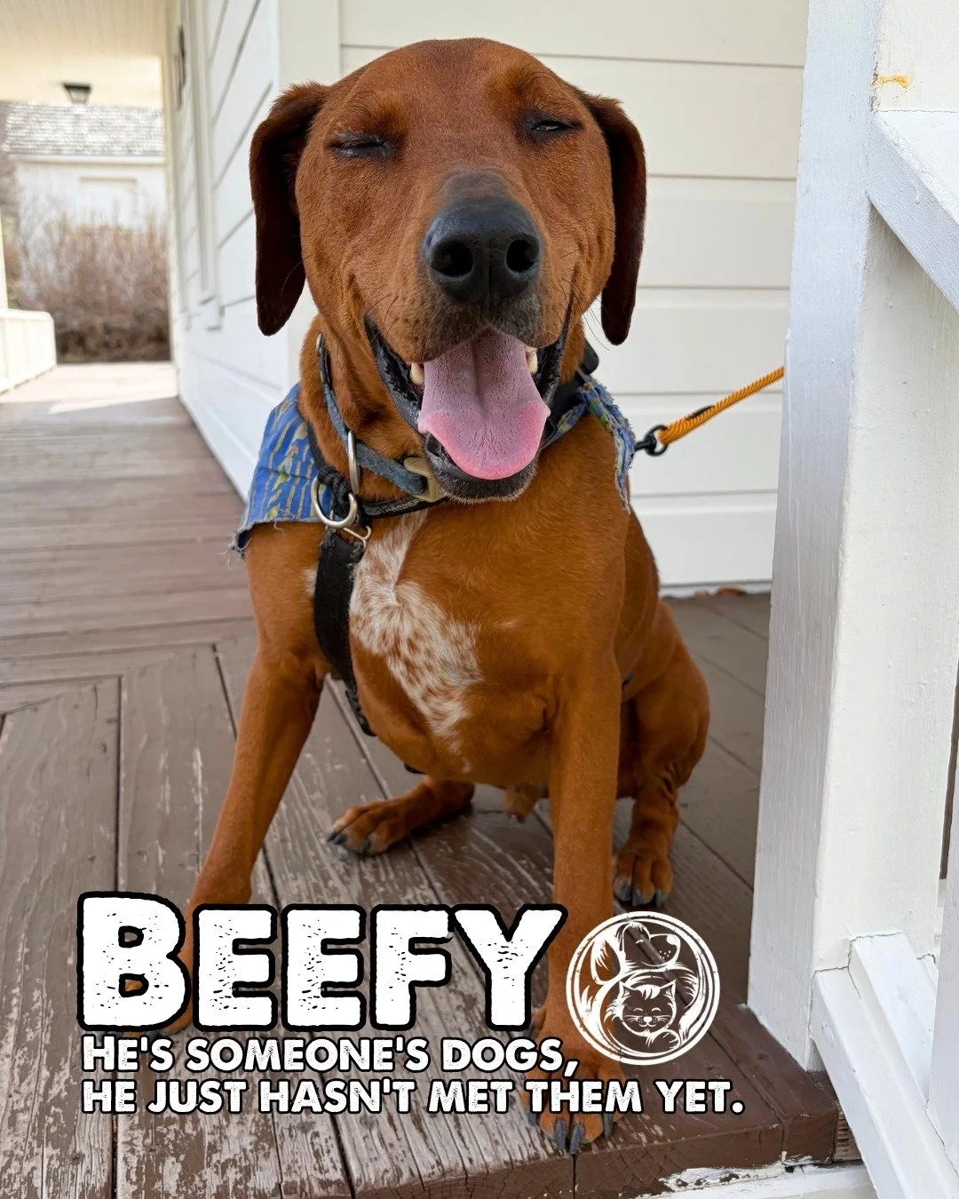 Some dogs are complicated. Beefy isn&rsquo;t.

He&rsquo;s the kind of dog who loves people right away. The kind who is always happy to see you walk through the door. The kind who wants to hop in the car and come along wherever you&rsquo;re headed.

B