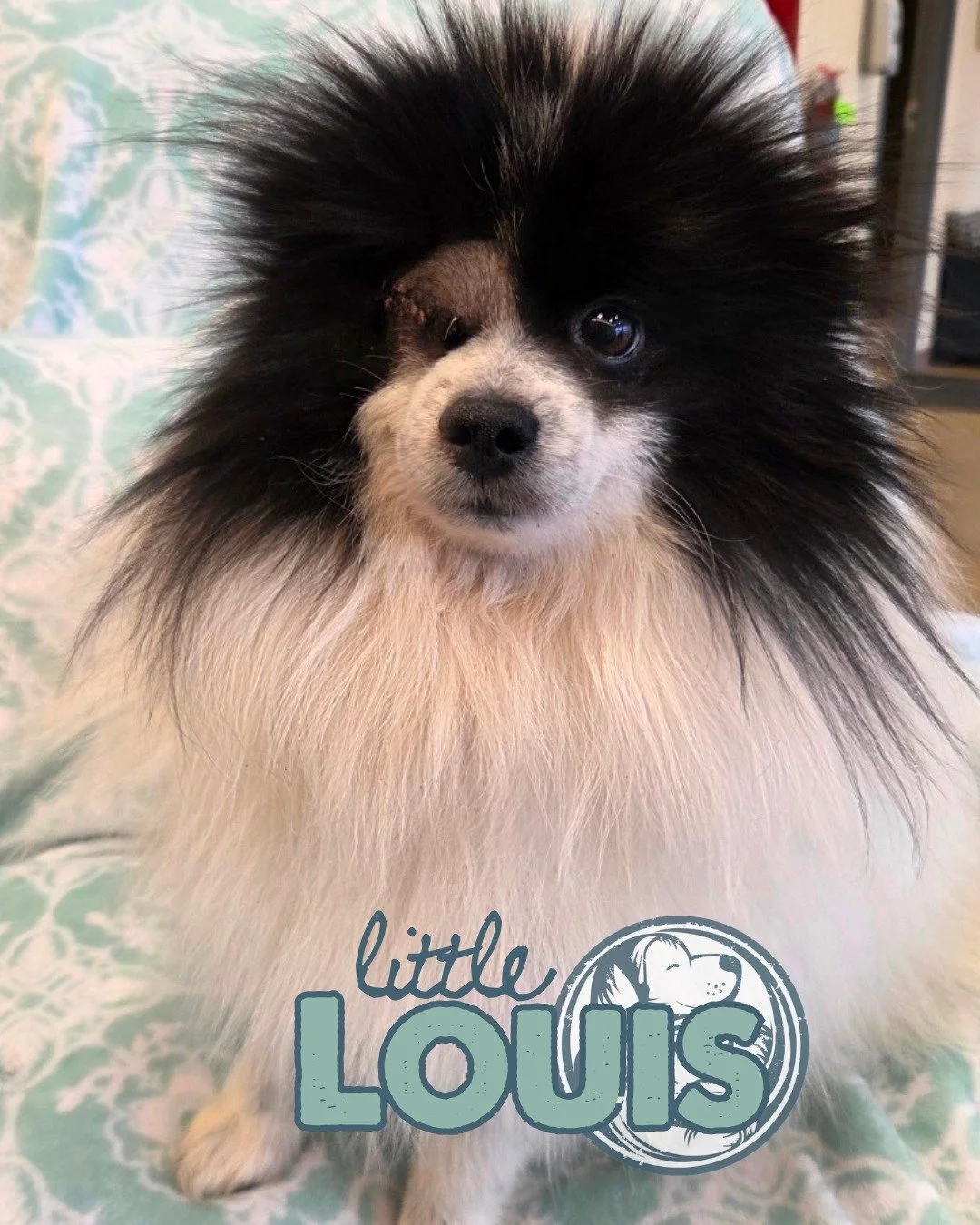 When Louis arrived at Nuzzles, he needed some extra care&mdash;including surgery to remove a painful eye. His &ldquo;decent&rdquo; little haircut around the area came with the procedure, but it hasn&rsquo;t taken away one bit from this absolute gentl