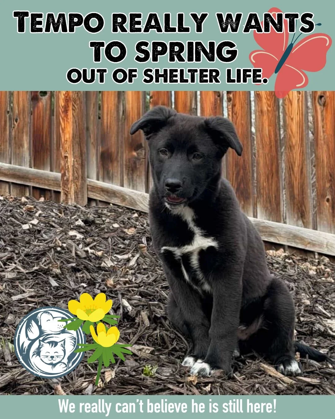 Tempo is ready. Truly ready.

This 4-month-old mixed-breed pup is the kind of puppy people hope for. He is curious, playful, smart, and already figuring out how to live in a home. During his &ldquo;foster-for-fun&rdquo; sleepovers, Tempo impressed ev