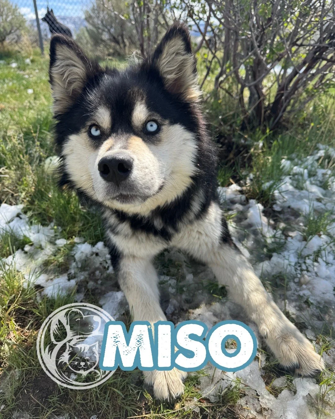 There&rsquo;s a new blue-eyed gal at Nuzzles &amp; Co&hellip; and she&rsquo;s ready to get moving. 

Miso is 9 months old, full of curiosity, and right at that fun stage where everything feels like an adventure waiting to happen. She has the look of 