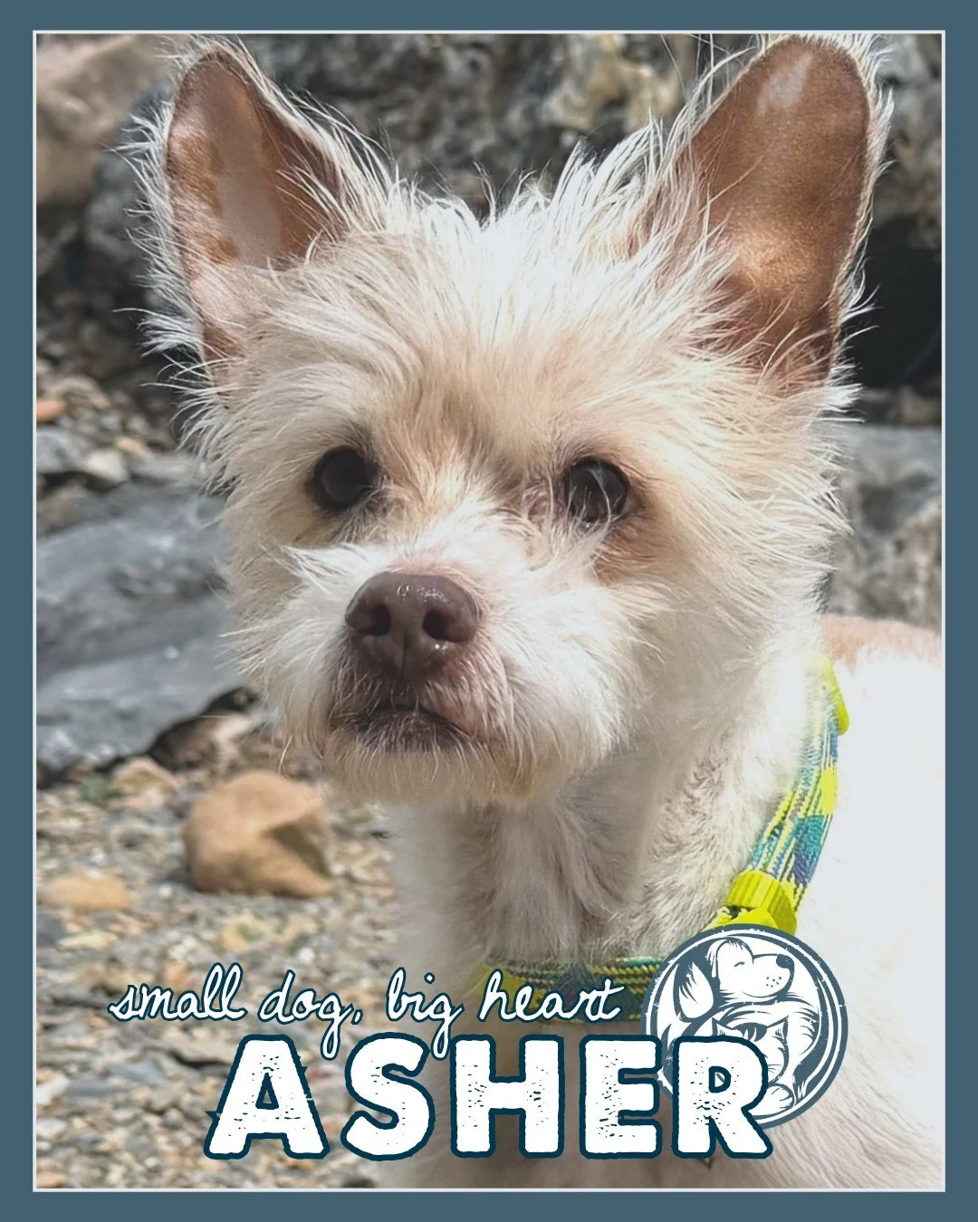 Asher is a gentle little senior with a big heart and a soft spot for quiet companionship. 💛

He&rsquo;s happiest curled up nearby, soaking in calm moments, short strolls on a harness, and plenty of cozy nap time. Asher does have heart disease and ta