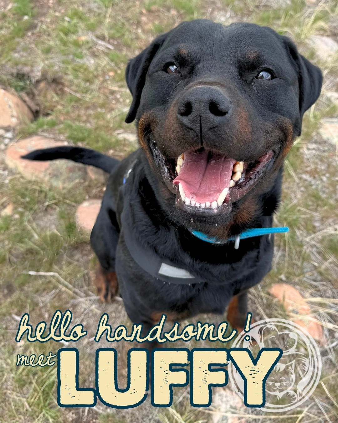 This handsome man is Luffy!

Named after Monkey D. Luffy from One Piece, he&rsquo;s full of heart, adventure, and the kind of charm that wins people over quickly. While his size might look a little intimidating at first, Luffy is here to prove appear