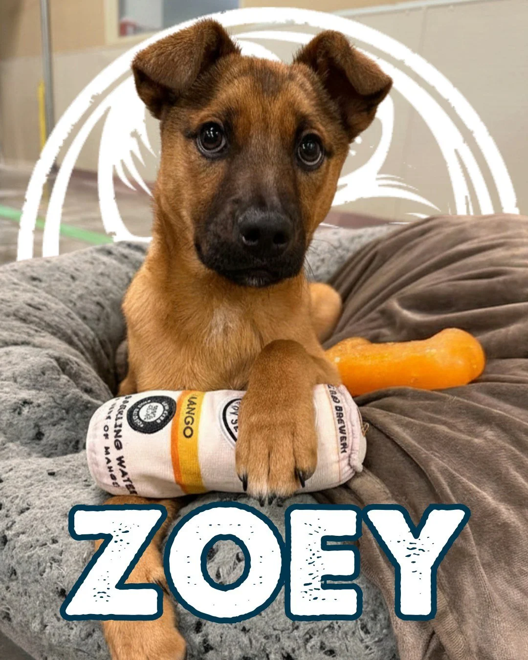 Zoey joined us last week after being found on the Navajo Nation and cared for by our friends at @rezroadsrescue. She can be a little shy when everything feels new, but a soft voice and a gentle chin scratch quickly bring out the sweetheart she really