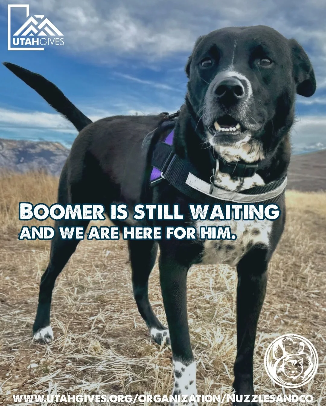 Boomer first came to Nuzzles as a puppy after being rescued from the Navajo Nation. While so many animals have found their homes since then, Boomer is still patiently waiting for his.

Longtime residents like Boomer remind us what rescue really means