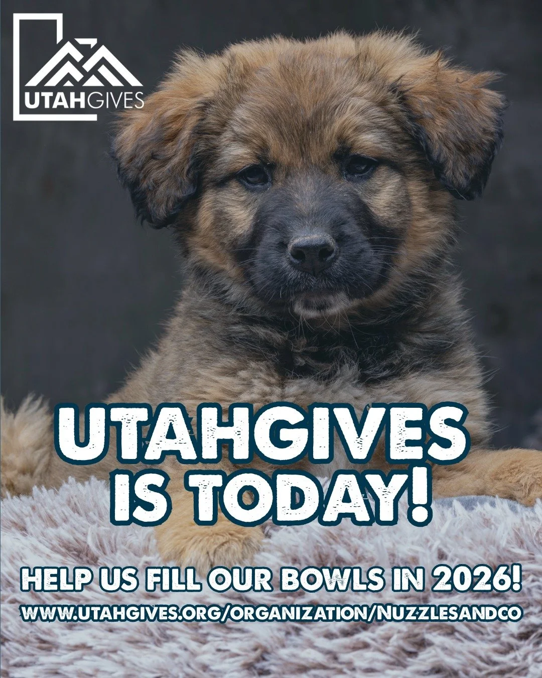 Your support shows up in so many ways at Nuzzles &amp; Co.

It helps bottle babies survive.
It helps puppies grow strong.
It helps underweight dogs recover.
It helps shy cats learn they are safe
And it makes sure dogs like Boomer always have a full b