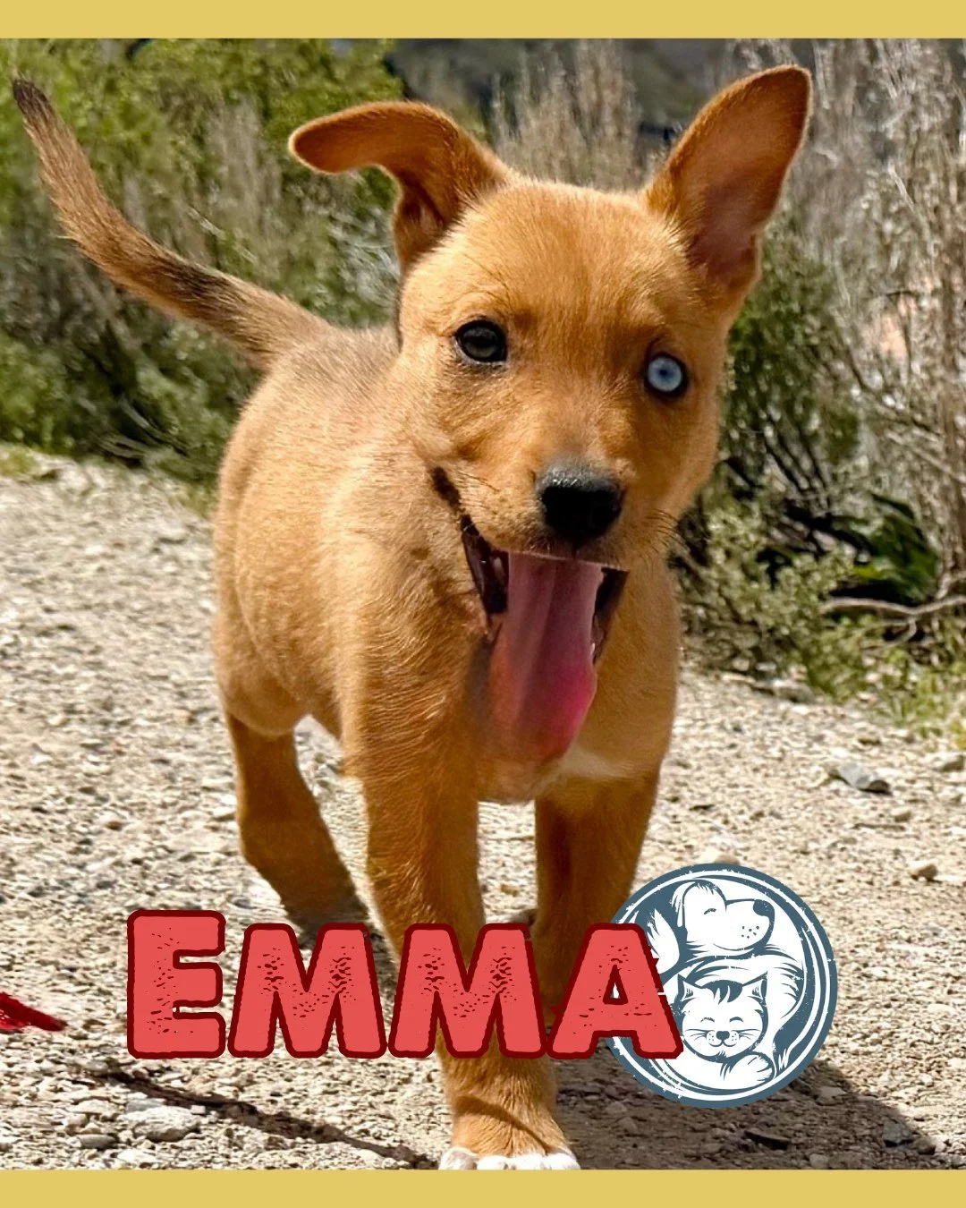 Emma is the kind of puppy people stop for twice&mdash;especially when she looks back at you with that one striking blue eye. 💙🐾

At just 10 weeks old, this warm caramel-colored girl is already full of personality. She loves her toys, makes fast fri