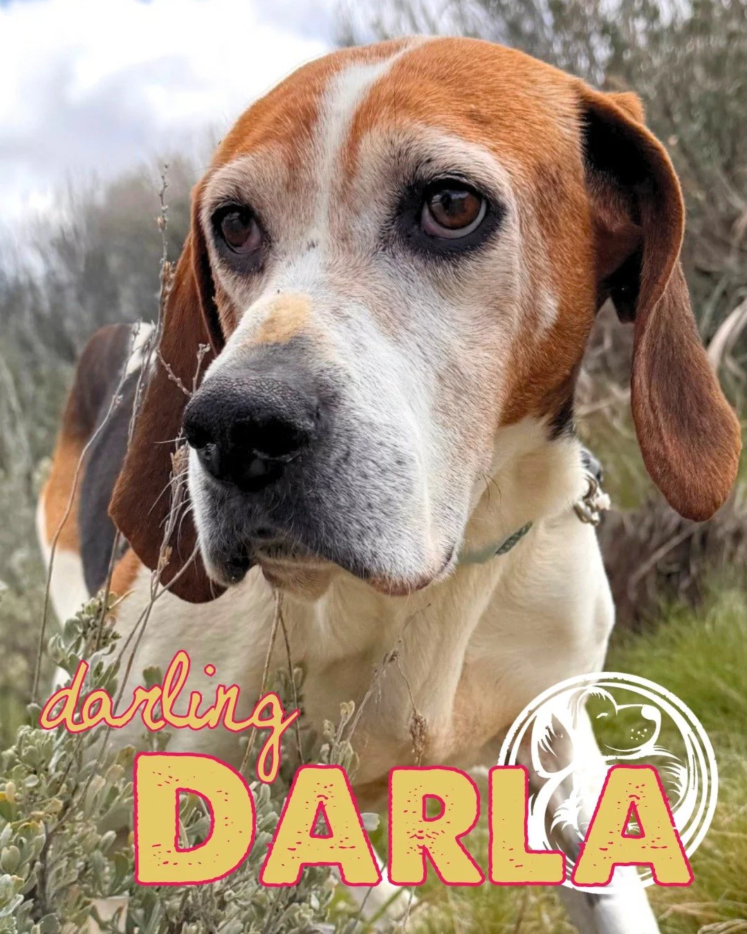 Darling Darla is exactly what her name promises&mdash;a gentle, steady kind of love.

This 8-year-old hound mix was found as a stray after recently having puppies, and she&rsquo;s been quietly taking everything in stride ever since. She&rsquo;s sweet