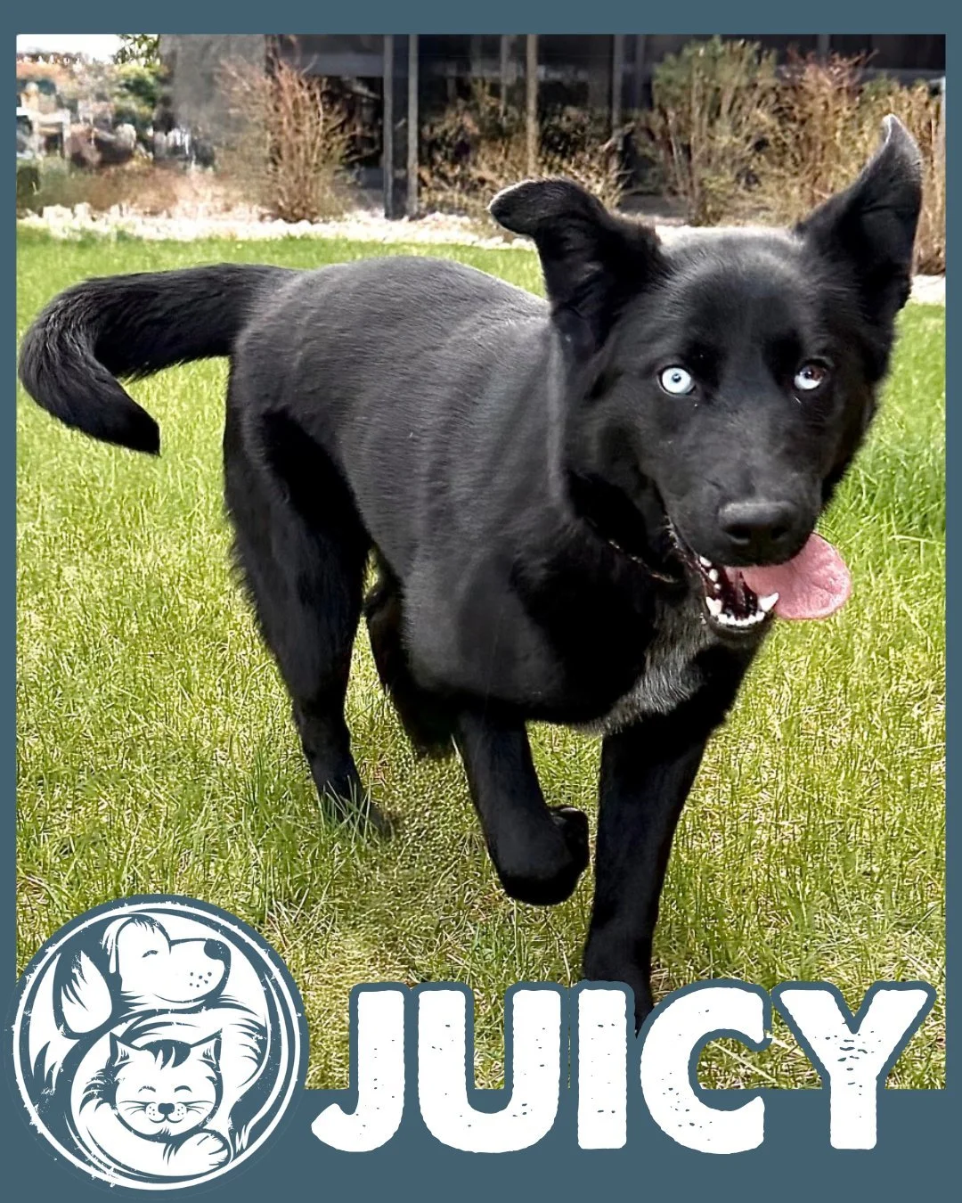 Juicy is fully committed to having a good time! 💙🐾

This 6 month old mixed breed pup is a wiggly, zoomie-loving goofball who likes turning everything into a game. Whether it&rsquo;s playtime with other dogs or showing off her signature butt-wigglin