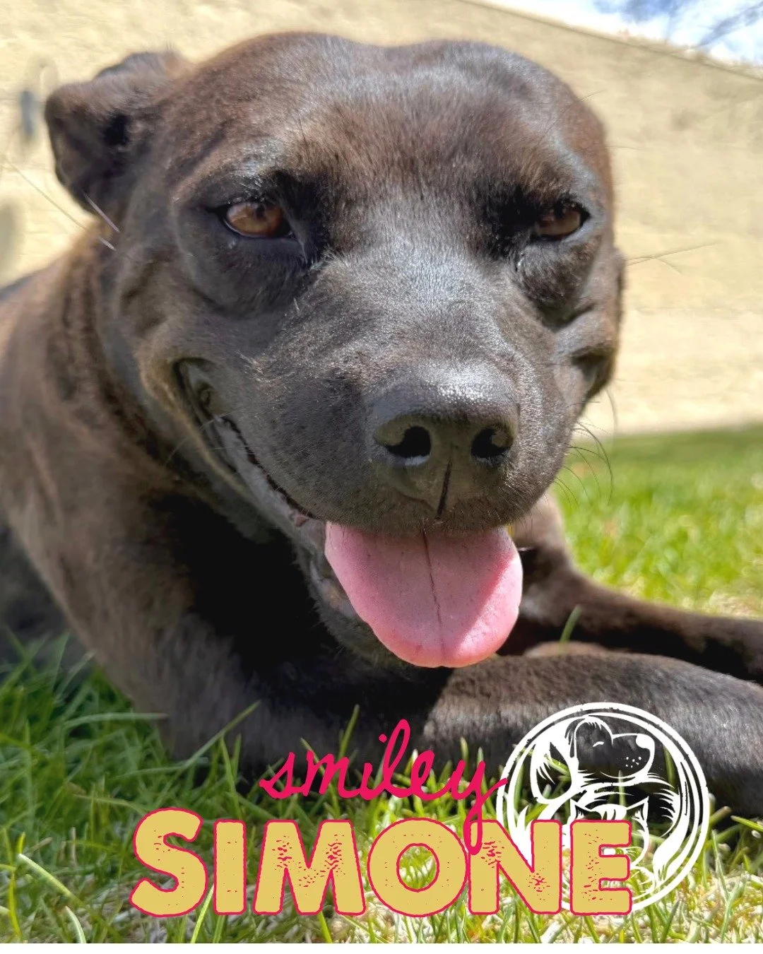 Simone has the kind of smile that makes people stop in their tracks 💛🐾

This 2-year-old mixed breed girl came to us from the Navajo Nation after being rescued by Best Friends, and she&rsquo;s been a sweet, wiggly little ray of sunshine ever since.
