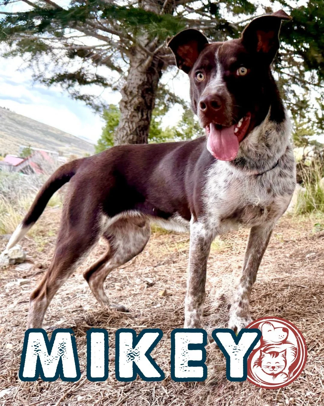 Mikey; your future best friend and full-time happiness ambassador. 

He's is one of those unforgettable reservation dogs with a story we may never fully know, but a personality that speaks for itself. Rescued from the Navajo Nation, this handsome mix