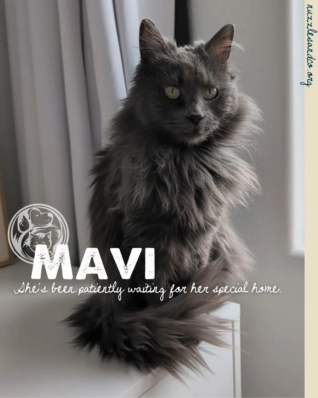 120 days is a long time to wait for a cat like Mavi. 🖤

She&rsquo;s not the kind of cat who demands the spotlight or tries to win over every person the second they walk through the door. Mavi is independent, thoughtful, and happiest when life feels 