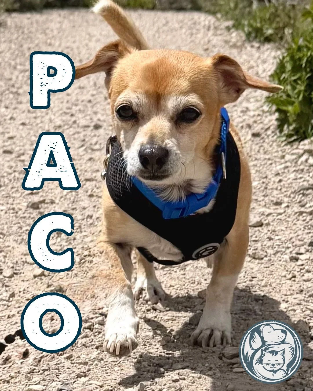 Meet Paco, a charming 6-year-old Chihuahua mix with a calm personality, a love for cozy naps, and a serious appreciation for squeaky and crinkly toys. This little guy is independent in the sweetest way, happy to entertain himself before wandering ove