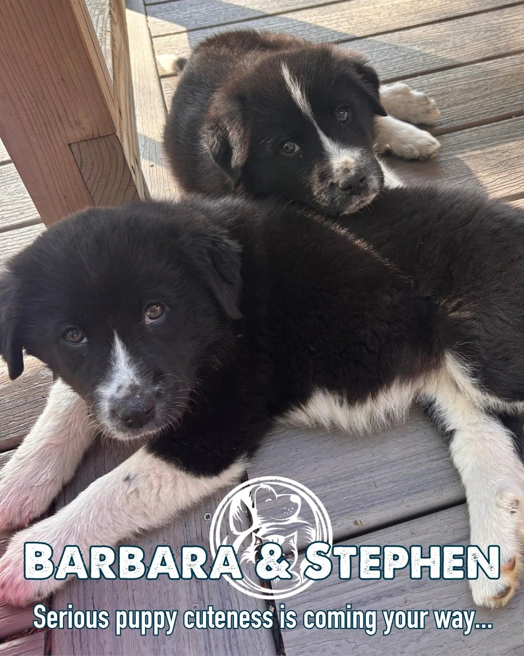 SCROLLING THROUGH THESE PHOTOS MAY RESULT IN PUPPY FEVER!

Introducing Barbara and Stephen!

These fluffy black-and-white siblings spent the last two weeks soaking up the good life in a wonderful foster home, where their days included playing with ot