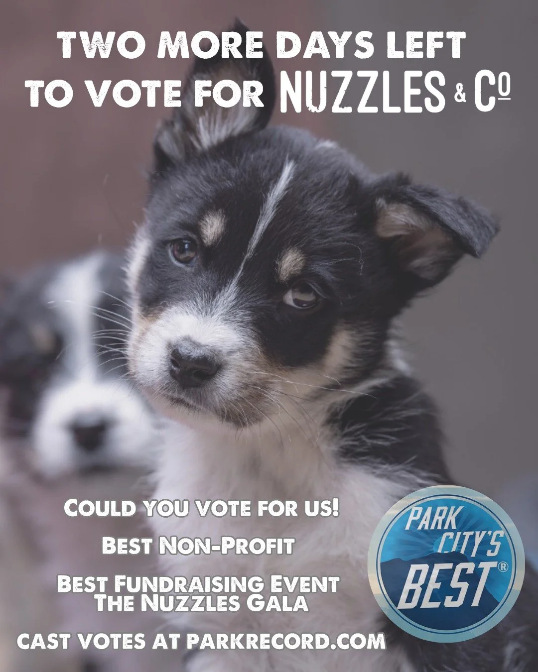 It's the final 48 hours to vote for Nuzzles &amp; Co.!

Can you help us bring home Best Non-Profit and Best Fundraising Event in this year&rsquo;s Park Record Best of Park City? 

Voting closes May 31st at midnight!

It's quick and easy.

Go to parkr
