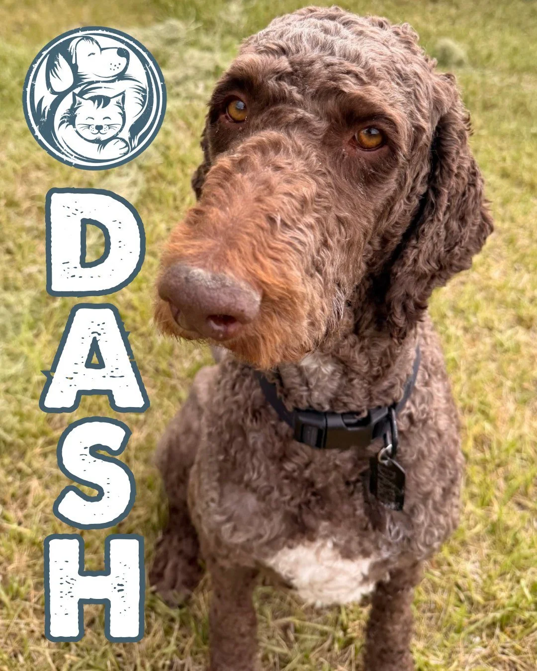 Ready, set, Dash! 

This handsome Labradoodle mix is ready to race his way into a forever home. At 4.5 years old, he is the whole package&mdash;friendly, gentle, and always excited to meet new people. With his long legs, happy smile, and easygoing pe