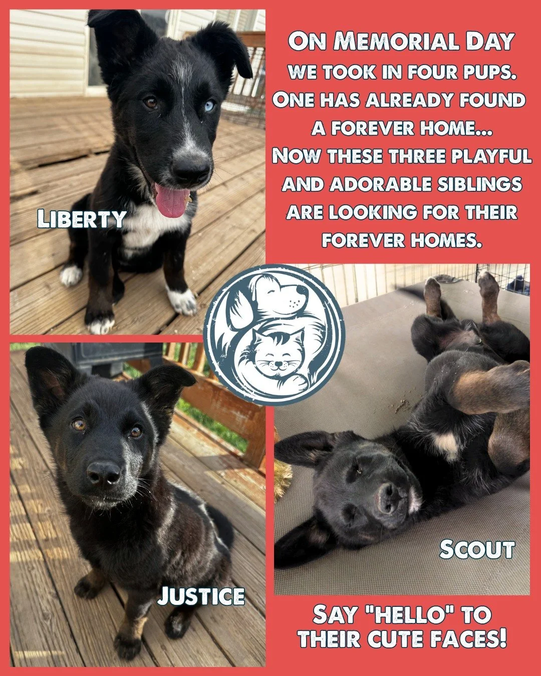 On Memorial Day, we took in four puppies. One didn't waste any time finding a forever home. Now these three playful and adorable siblings are looking for theirs. 

Originally rescued from the Uintah and Ouray Reservation, these 3.5-month-old mixed br