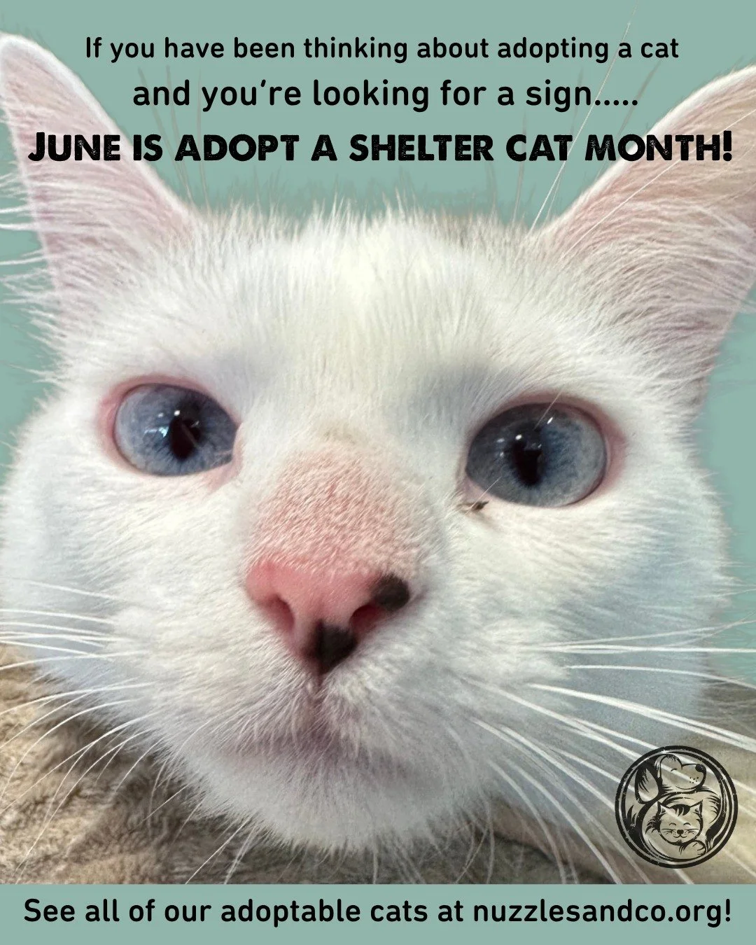 June is National Adopt a Shelter Cat Month, and our feline residents would like to respectfully remind you that your home has plenty of room for a cat.

Whether you're looking for a professional sunbeam supervisor, an expert biscuit maker, a champion