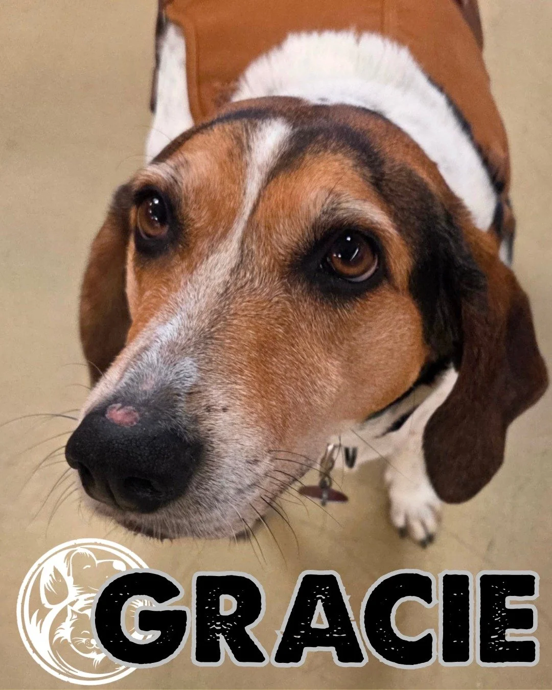 Meet Gracie, a sweet hound dog with soulful eyes, a charming baying voice, and plenty of personality to share.

Gracie loves being with her people. Whether she's following her nose on a leisurely walk, joining you for an outdoor adventure, or curled 