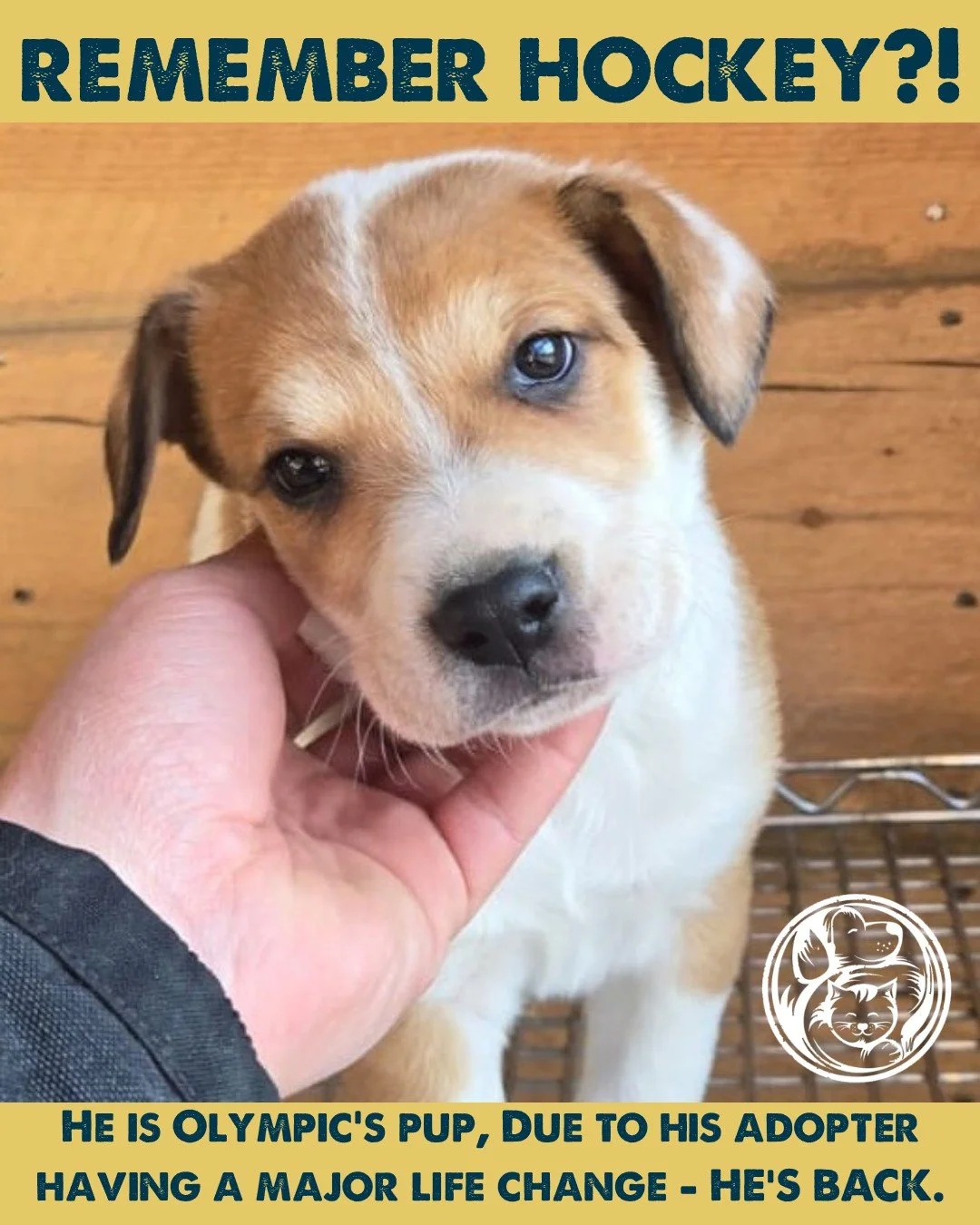 We didn't expect to see Hockey again.

When Olympic's puppies started finding homes, we thought Hockey's rescue story had reached its happy ending. Unfortunately, a major life change for his adopter meant they could no longer keep him, and Hockey fou