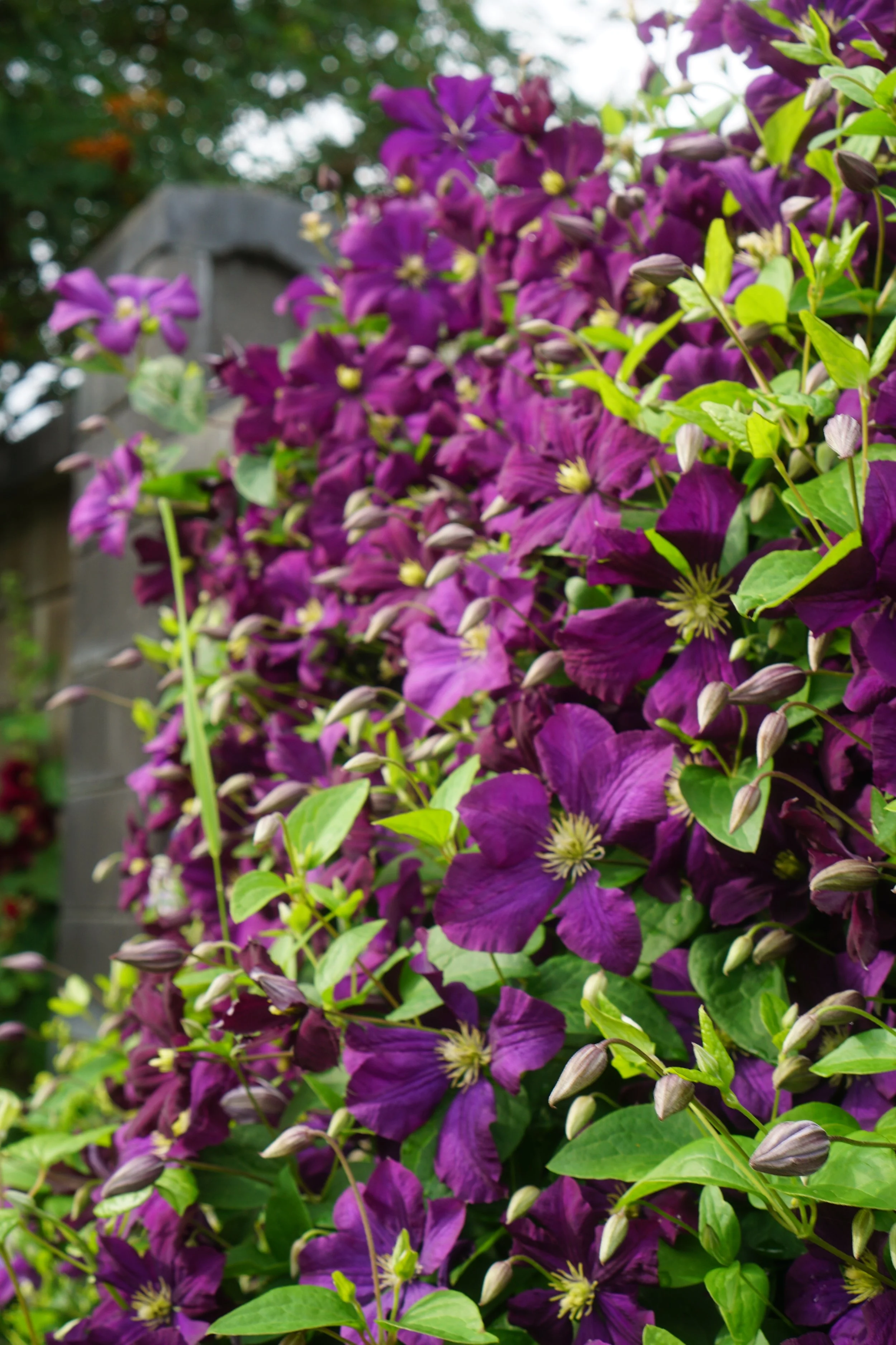 Purple flowering plants with green leaves blooming along a garden fence.
