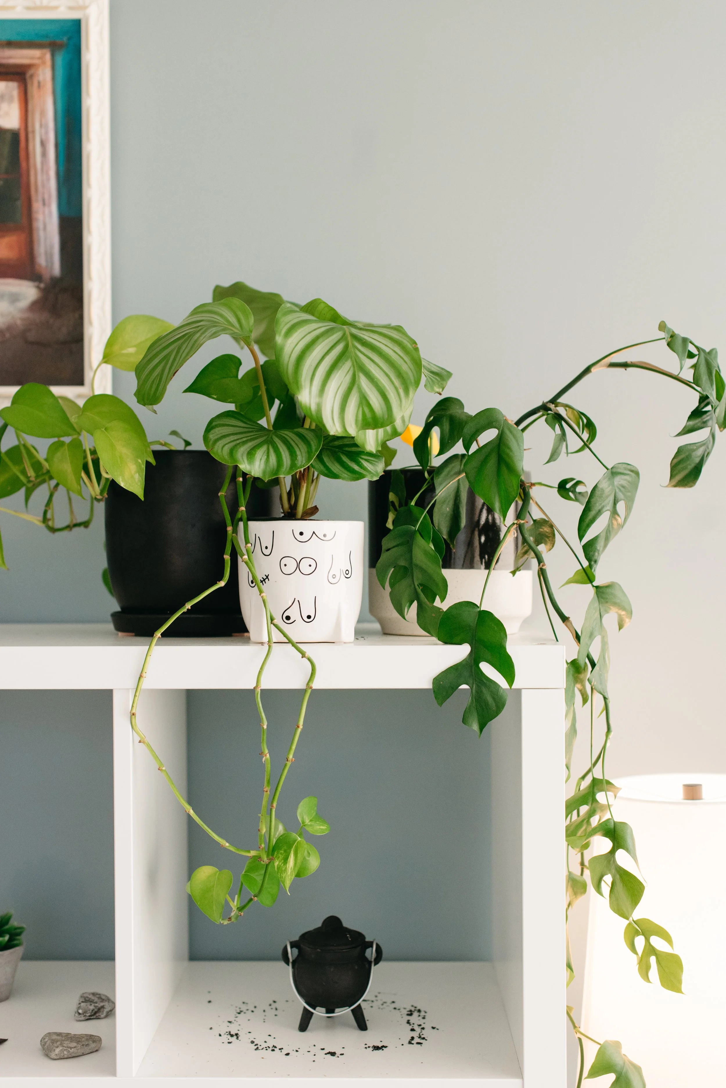 A white shelf with several potted houseplants, including a striped pink and green philodendron and a pothos, against a light green wall. There is a small black decorative item on the lower shelf and a framed picture on the wall.